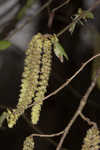 Eastern hophornbeam